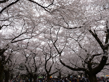 小金井公園桜2009