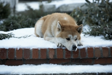 HACHI